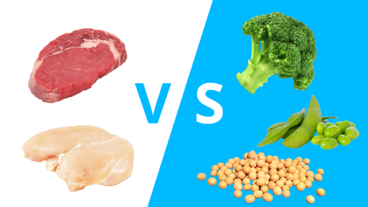 Dierlijke of plantaardige eiwitten? | Muscle Concepts