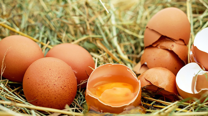 hoeveel-eieren-per-dag