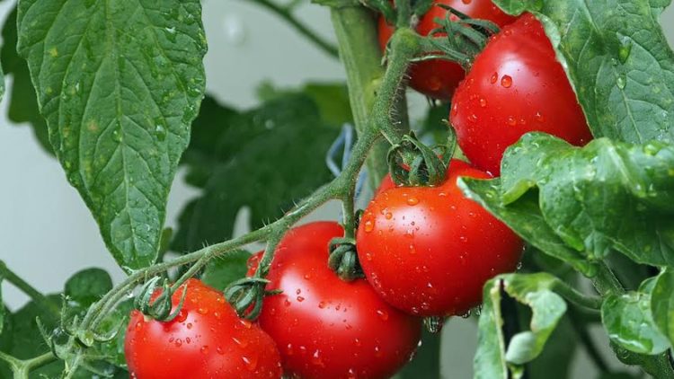 supplementen-voor-veganisten