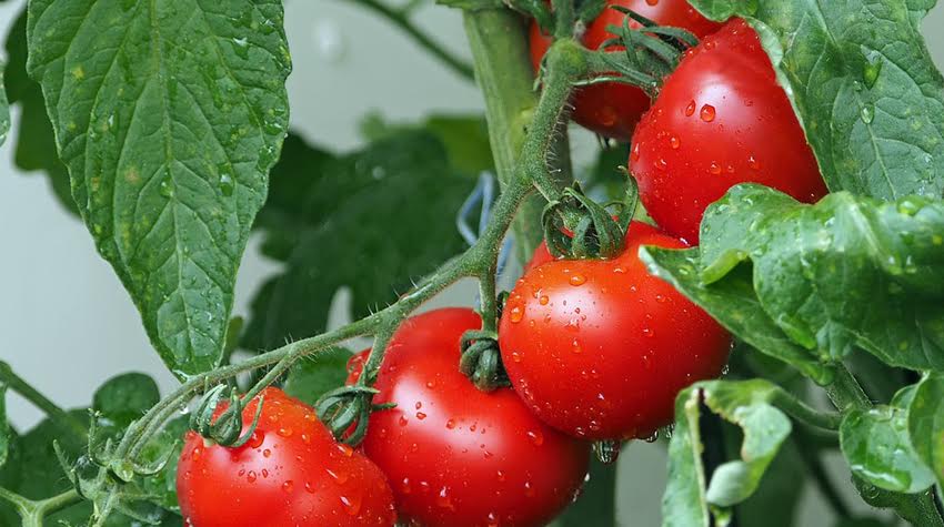 supplementen-voor-veganisten