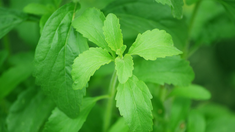 voedingssupplementen met stevia